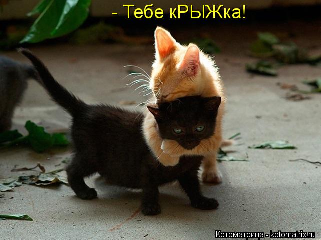 - Тебе кРЫЖка!... Котоматрица: - Тебе кРЫЖка!