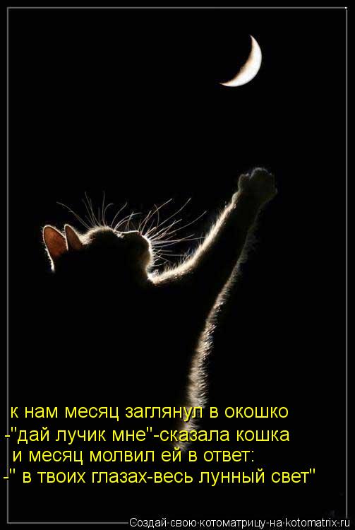 к нам месяц заглянул в окошко -"дай лучик мне"-сказала кошка и месяц молвил ей в ответ: -" в твоих гл... Котоматрица: к нам месяц заглянул в окошко -"дай лучик мне"-сказала кошка и месяц молвил ей в ответ: -" в твоих глазах-весь лунный свет"