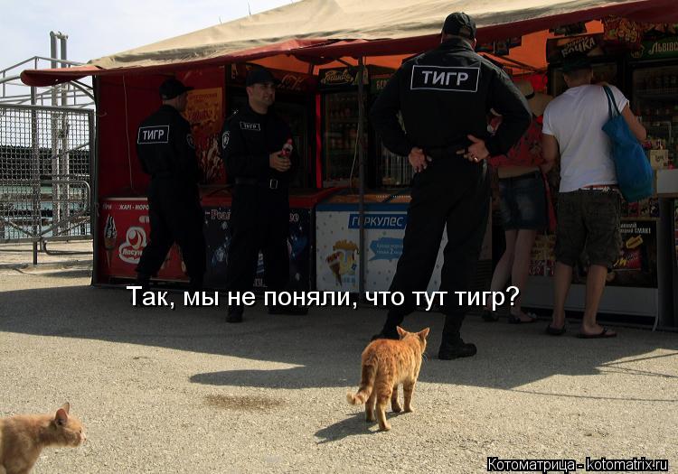 Так, мы не поняли, что тут тигр?... Котоматрица: Так, мы не поняли, что тут тигр?