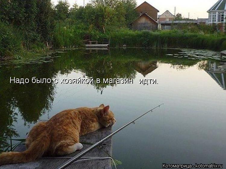 http://kotomatrix.ru/images/lolz/2013/05/27/kotomatritsa_3h.jpg