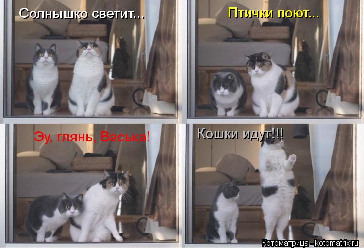 Солнышко светит... Птички поют... Эу, глянь, Васька! Кошки идут!!!... Котоматрица: Солнышко светит... Птички поют... Эу, глянь, Васька! Кошки идут!!!