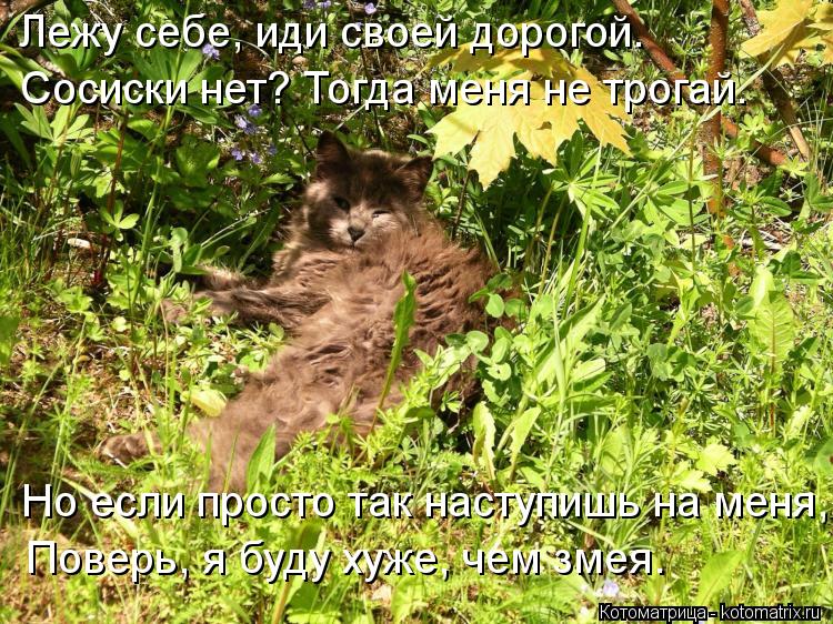 Лежу себе, иди своей дорогой. Сосиски нет? Тогда меня не трогай. Но если просто так наступишь на меня... Котоматрица: Лежу себе, иди своей дорогой. Сосиски нет? Тогда меня не трогай. Но если просто так наступишь на меня, Поверь, я буду хуже, чем змея.