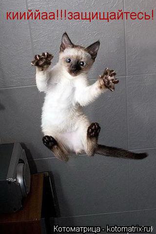 кииййаа!!!защищайтесь!... Котоматрица: кииййаа!!!защищайтесь!