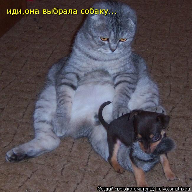 иди,она выбрала собаку...... Котоматрица: иди,она выбрала собаку...
