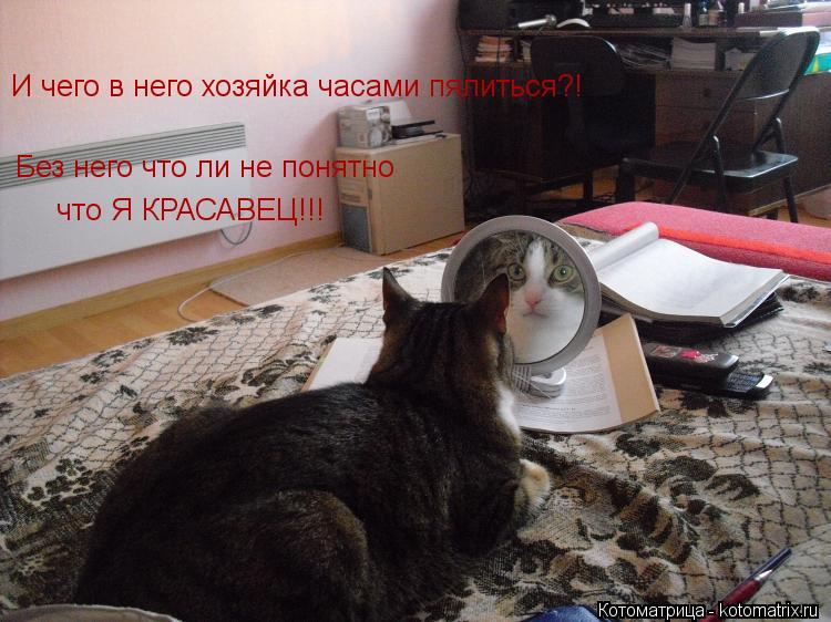 И чего в него хозяйка часами пялиться?! Без него что ли не понятно что Я КРАСАВЕЦ!!!... Котоматрица: И чего в него хозяйка часами пялиться?! Без него что ли не понятно что Я КРАСАВЕЦ!!!