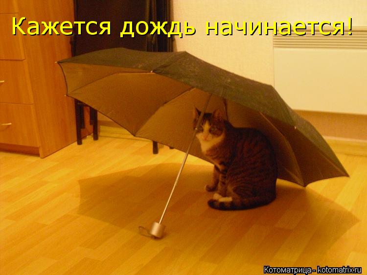 Кажется дождь начинается!... Котоматрица: Кажется дождь начинается!