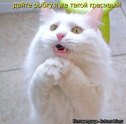 дайте рыбку,я же такой красивый!... Котоматрица: дайте рыбку,я же такой красивый!