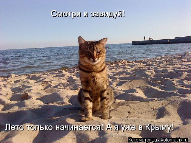 Котоматрица: Cмотри и завидуй! Лето только начинается! А я уже в Крыму!