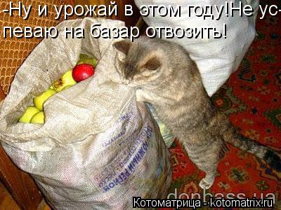 -Ну и урожай в этом году!Не ус- певаю на базар отвозить!... Котоматрица: -Ну и урожай в этом году!Не ус- певаю на базар отвозить!