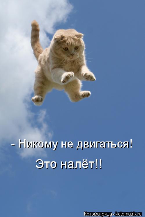- Никому не двигаться! Это налёт!!... Котоматрица: - Никому не двигаться! Это налёт!!