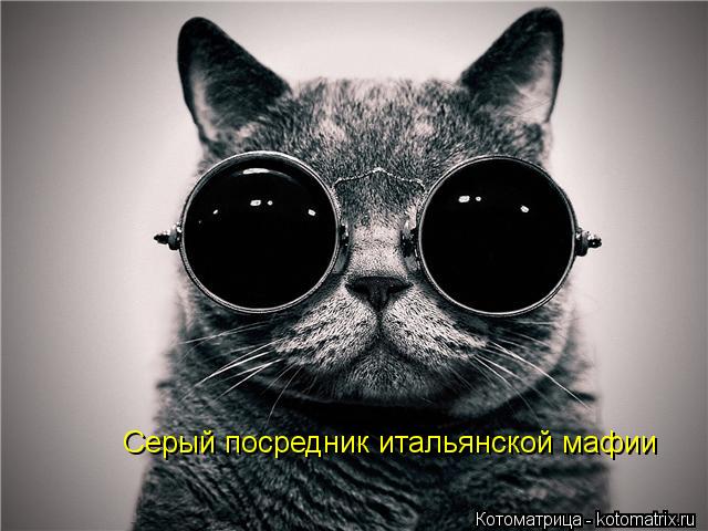 Серый посредник итальянской мафии... Котоматрица: Серый посредник итальянской мафии