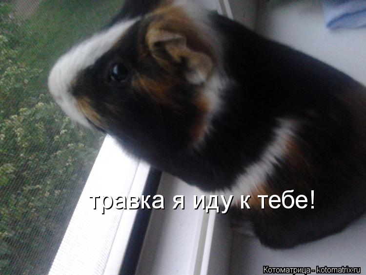 травка я иду к тебе!... Котоматрица: травка я иду к тебе!