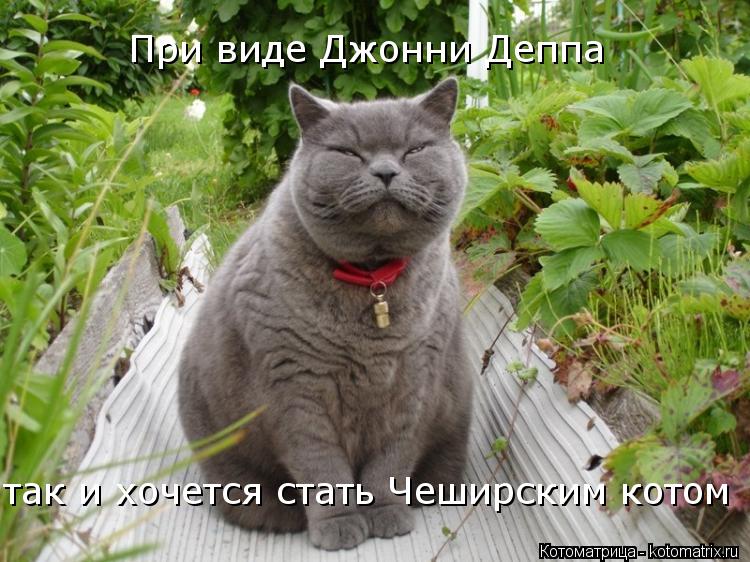 При виде Джонни Деппа так и хочется стать Чеширским котом... Котоматрица: При виде Джонни Деппа так и хочется стать Чеширским котом