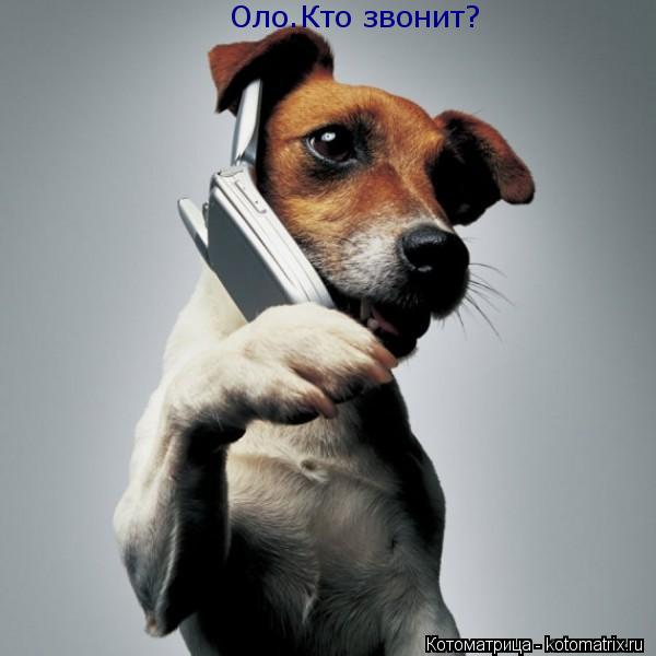 Оло.Кто звонит?... Котоматрица: Оло.Кто звонит?