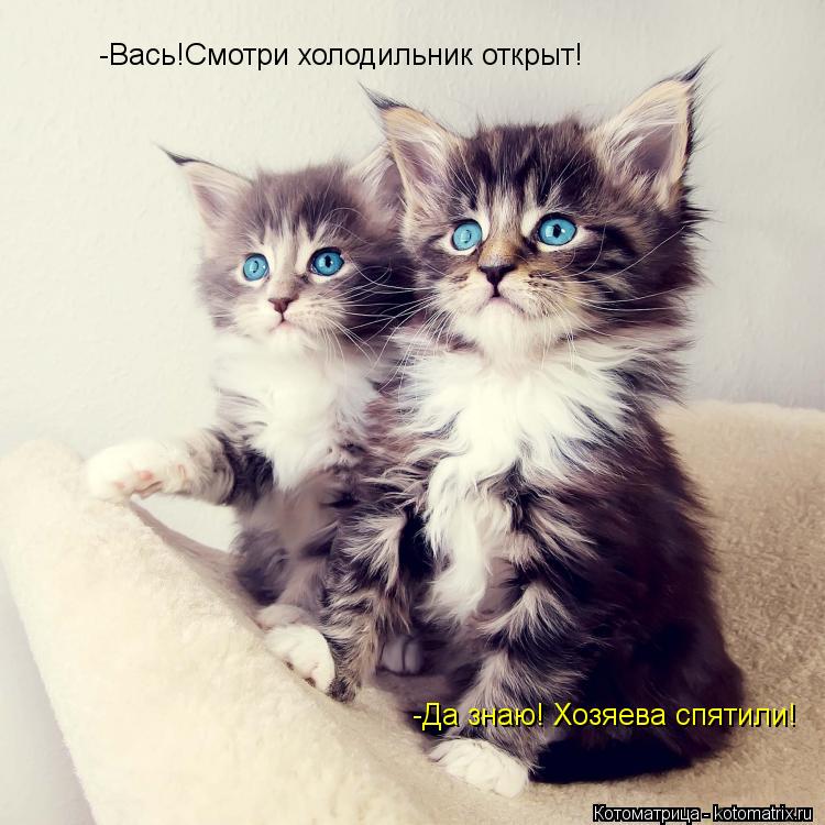 -Вась!Смотри холодильник открыт! -Да знаю! Хозяева спятили!... Котоматрица: -Вась!Смотри холодильник открыт! -Да знаю! Хозяева спятили!