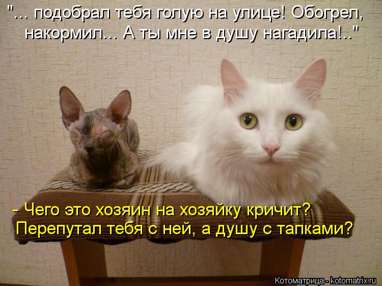"... подобрал тебя голую на улице! Обогрел, накормил... А ты мне в душу нагадила!.." - Чего это хозяи... Котоматрица: "... подобрал тебя голую на улице! Обогрел, накормил... А ты мне в душу нагадила!.." - Чего это хозяин на хозяйку кричит? Перепутал тебя с ней, а ду