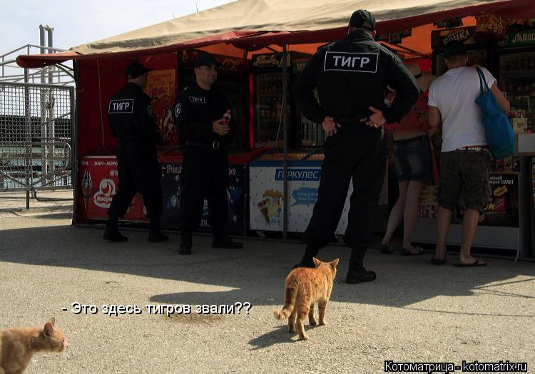 - Это здесь тигров звали??... Котоматрица: - Это здесь тигров звали??