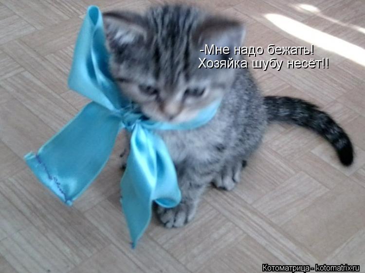 -Мне надо бежать! Хозяйка шубу несёт!!... Котоматрица: -Мне надо бежать! Хозяйка шубу несёт!!