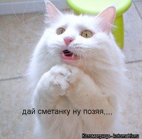 дай сметанку ну позяя,,,,... Котоматрица: дай сметанку ну позяя,,,,