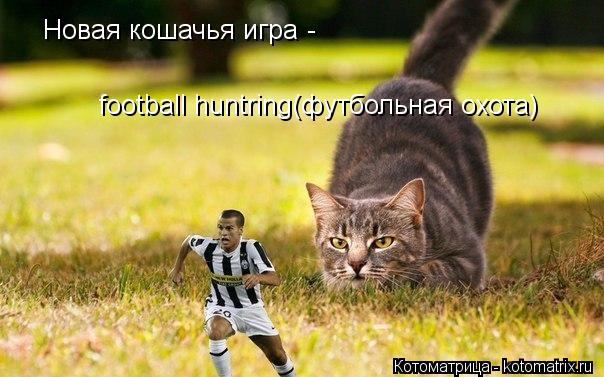 Новая кошачья игра - football huntring(футбольная охота)... Котоматрица: Новая кошачья игра - football huntring(футбольная охота)