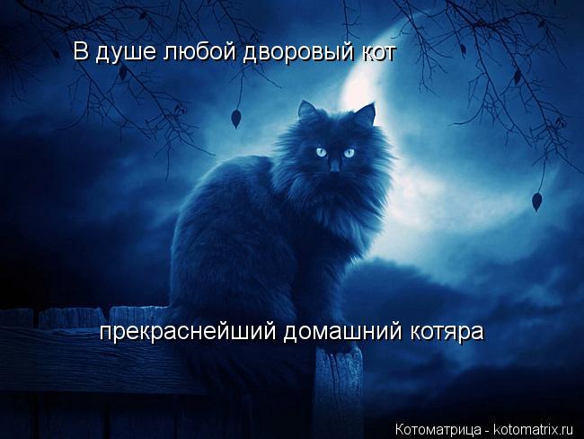 В душе любой дворовый кот прекраснейший домашний котяра... Котоматрица: В душе любой дворовый кот прекраснейший домашний котяра