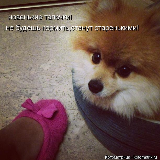 не будешь кормить,станут старенькими! новенькие тапочки!... Котоматрица: не будешь кормить,станут старенькими! новенькие тапочки!