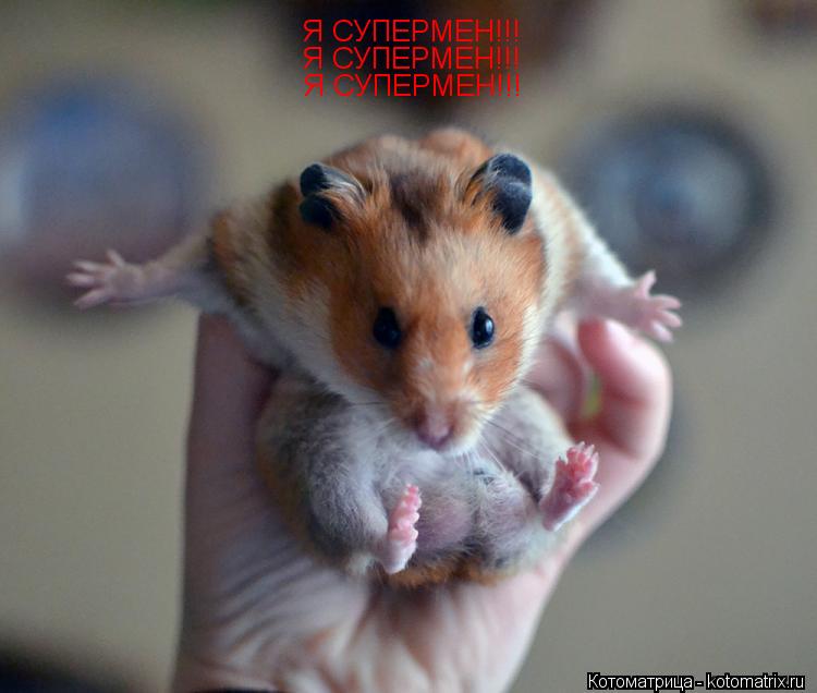 Я СУПЕРМЕН!!! Я СУПЕРМЕН!!! Я СУПЕРМЕН!!!... Котоматрица: Я СУПЕРМЕН!!! Я СУПЕРМЕН!!! Я СУПЕРМЕН!!!