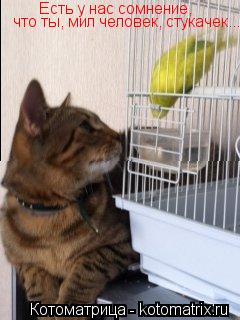 Есть у нас сомнение, что ты, мил человек, стукачек...... Котоматрица: Есть у нас сомнение, что ты, мил человек, стукачек...