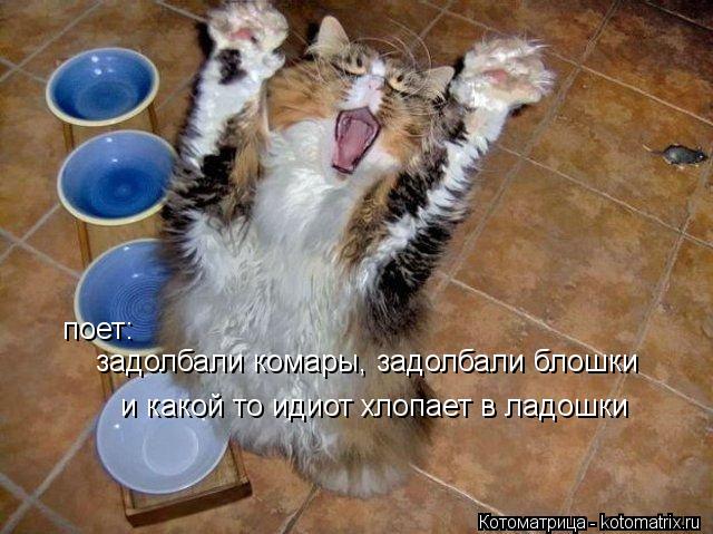 задолбали комары, задолбали блошки и какой то идиот хлопает в ладошки поет:... Котоматрица: задолбали комары, задолбали блошки и какой то идиот хлопает в ладошки поет:
