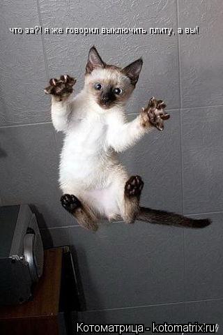 что за?! я же говорил выключить плиту, а вы!... Котоматрица: что за?! я же говорил выключить плиту, а вы!