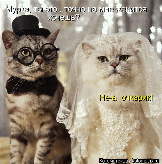 Мурка, ты это...точно на мне женится хочешь? Не-а, очкарик!... Котоматрица: Мурка, ты это...точно на мне женится хочешь? Не-а, очкарик!