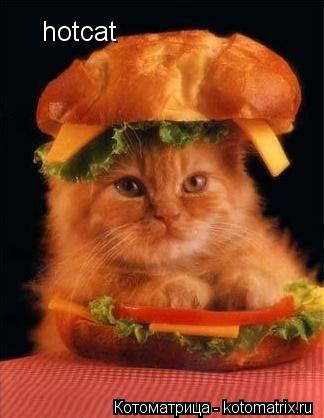 hotcat... Котоматрица: hotcat