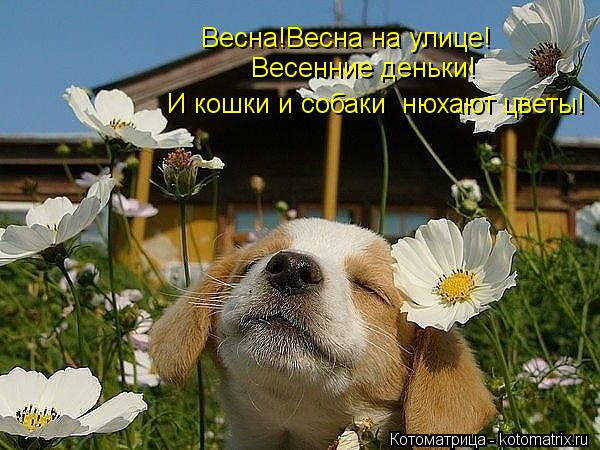 Весна!Весна на улице! Весенние деньки! И кошки и собаки нюхают цветы!... Котоматрица: Весна!Весна на улице! Весенние деньки! И кошки и собаки нюхают цветы!