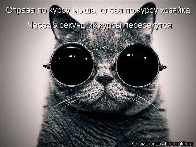 Справа по курсу мышь, слева по курсу хозяйка. Через 5 секунд их курсы пересекутся... Котоматрица: Справа по курсу мышь, слева по курсу хозяйка. Через 5 секунд их курсы пересекутся
