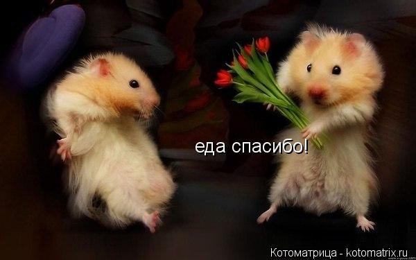 еда спасибо!... Котоматрица: еда спасибо!