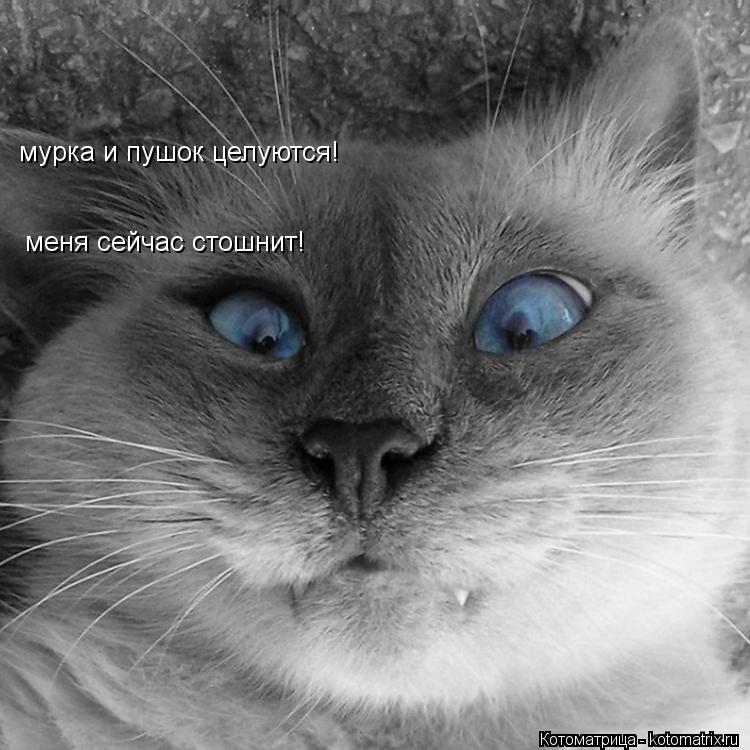 меня сейчас стошнит! мурка и пушок целуются!... Котоматрица: меня сейчас стошнит! мурка и пушок целуются!