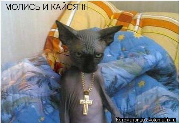 МОЛИСЬ И КАЙСЯ!!!!... Котоматрица: МОЛИСЬ И КАЙСЯ!!!!
