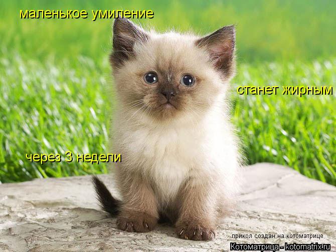 маленькое умиление станет жирным через 3 недели прикол создан на котоматрице... Котоматрица: маленькое умиление станет жирным через 3 недели прикол создан на котоматрице