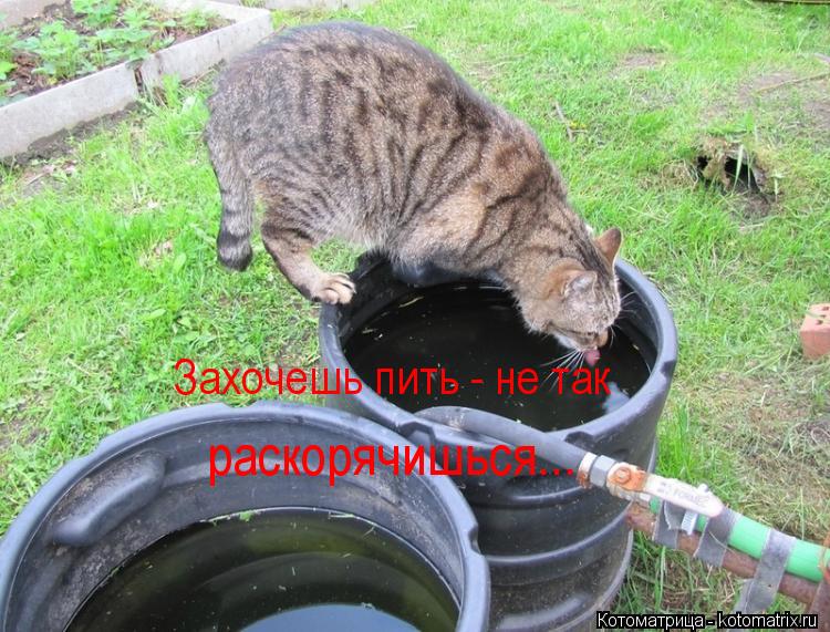 Захочешь пить - не так раскорячишься...... Котоматрица: Захочешь пить - не так раскорячишься...