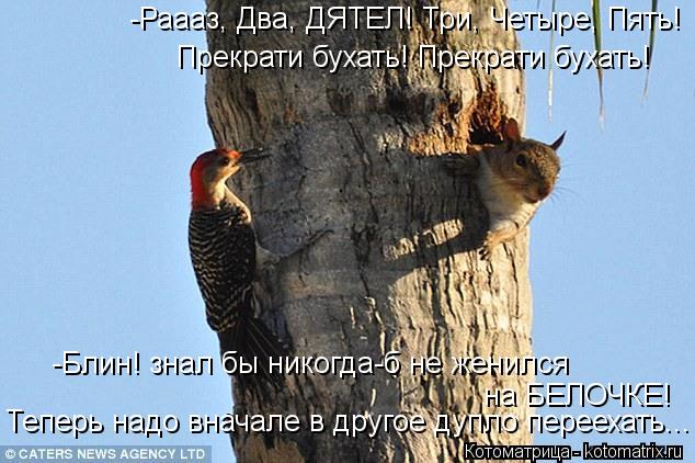 -Раааз, Два, ДЯТЕЛ! Три, Четыре, Пять! Прекрати бухать! Прекрати бухать! -Блин! знал бы никогда-б не ... Котоматрица: -Раааз, Два, ДЯТЕЛ! Три, Четыре, Пять! Прекрати бухать! Прекрати бухать! -Блин! знал бы никогда-б не женился на БЕЛОЧКЕ! Теперь надо вначале в др