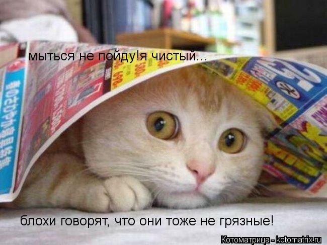 мыться не пойду!я чистый... блохи говорят, что они тоже не грязные!... Котоматрица: мыться не пойду!я чистый... блохи говорят, что они тоже не грязные!