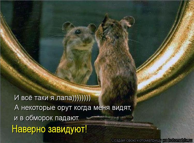 И всё таки я лапа)))))))) и в обморок падают. Наверно завидуют! А некоторые орут когда меня видят,... Котоматрица: И всё таки я лапа)))))))) и в обморок падают. Наверно завидуют! А некоторые орут когда меня видят,