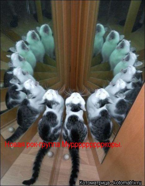 Новая рок-группа Муррррррррркоры.... Котоматрица: Новая рок-группа Муррррррррркоры.