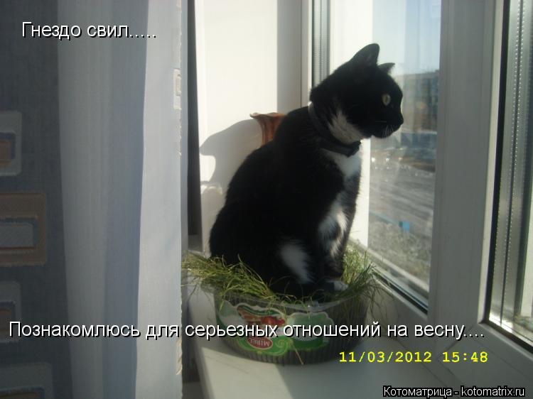 Гнездо свил..... Познакомлюсь для серьезных отношений на весну....... Котоматрица: Гнездо свил..... Познакомлюсь для серьезных отношений на весну....