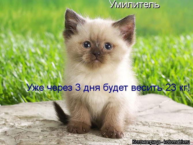 Умилитель Уже через 3 дня будет весить 23 кг!... Котоматрица: Умилитель Уже через 3 дня будет весить 23 кг!