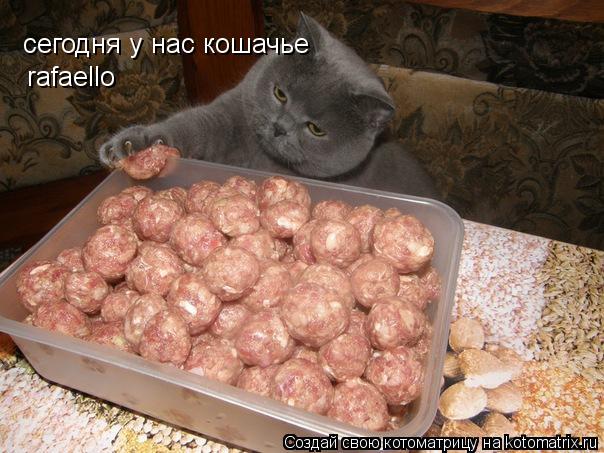 сегодня у нас кошачье rafaello... Котоматрица: сегодня у нас кошачье rafaello