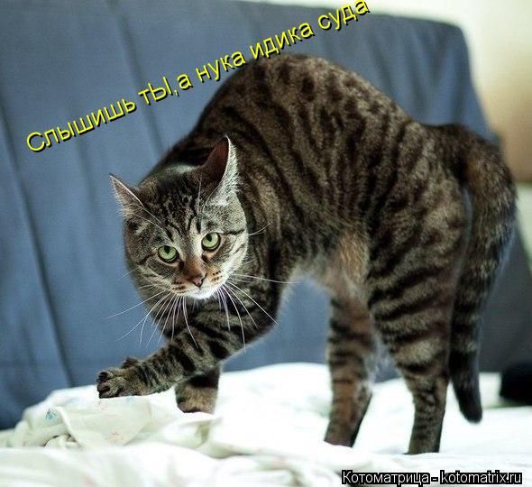 Слышишь тЫ,а нука идика суда... Котоматрица: Слышишь тЫ,а нука идика суда