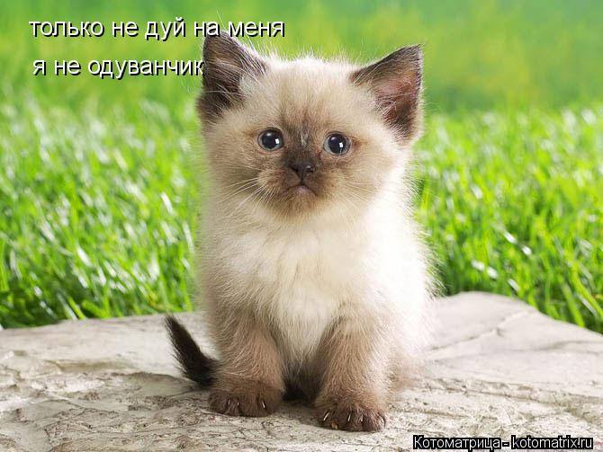 только не дуй на меня только не дуй на меня я не одуванчик... Котоматрица: только не дуй на меня только не дуй на меня я не одуванчик