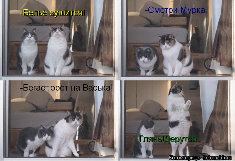 -Бельё сушится! -Смотри!Мурка. -Бегает,орёт на Васька! -Глянь!Дерутся.... Котоматрица: -Бельё сушится! -Смотри!Мурка. -Бегает,орёт на Васька! -Глянь!Дерутся.