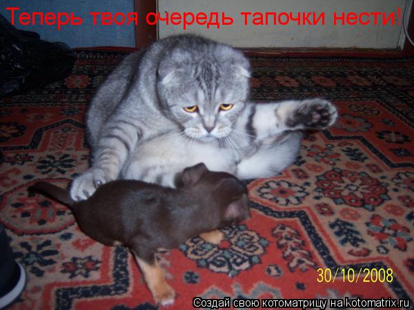 Теперь твоя очередь тапочки нести!... Котоматрица: Теперь твоя очередь тапочки нести!